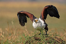 Schreiseeadler beim Starten